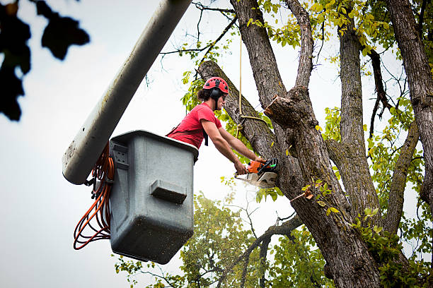 Best Hazardous Tree Removal  in South Holland, IL